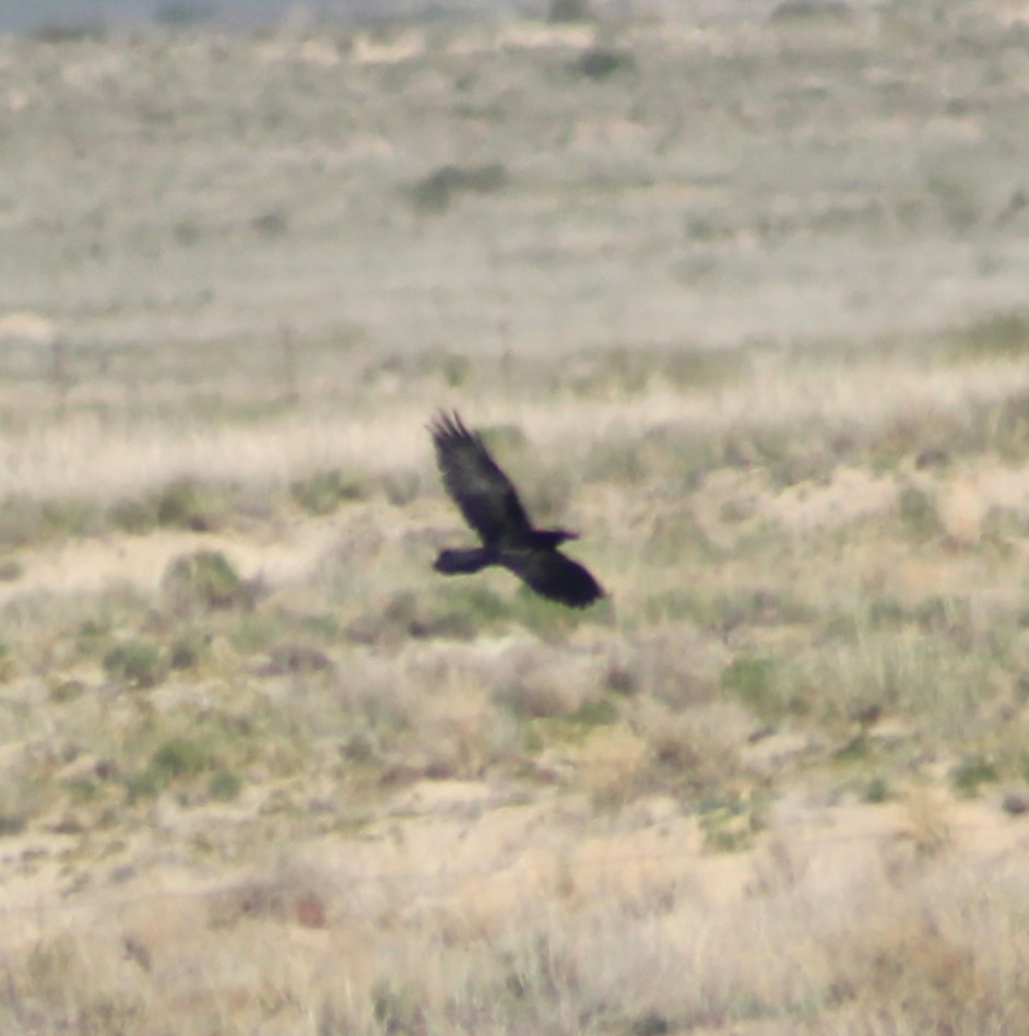 Chihuahuan Raven - ML619213561