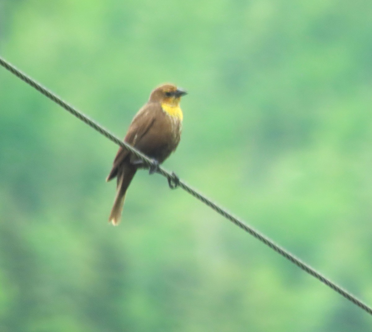 Yellow-headed Blackbird - ML619213562