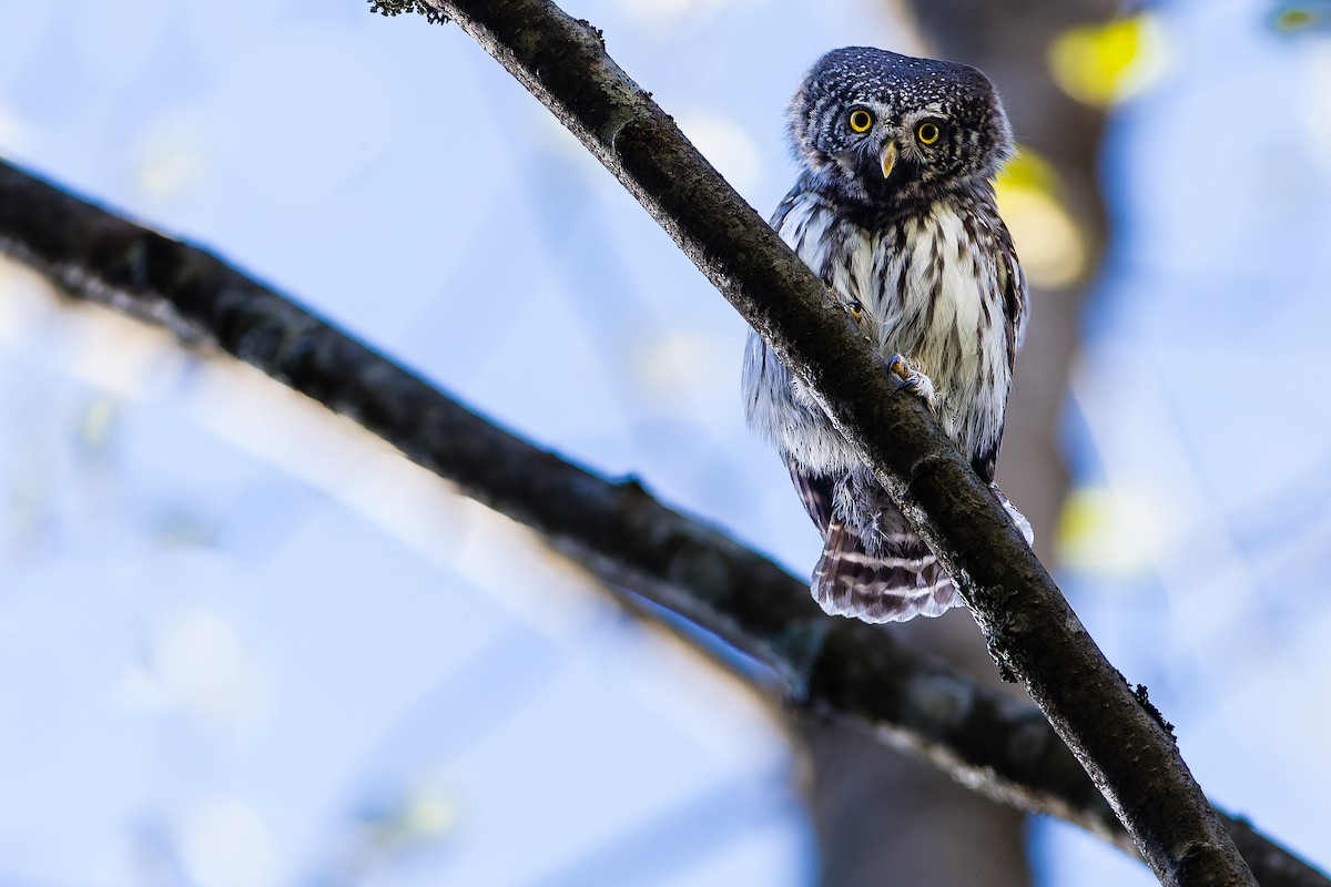 Eurasian Pygmy-Owl - ML619213581