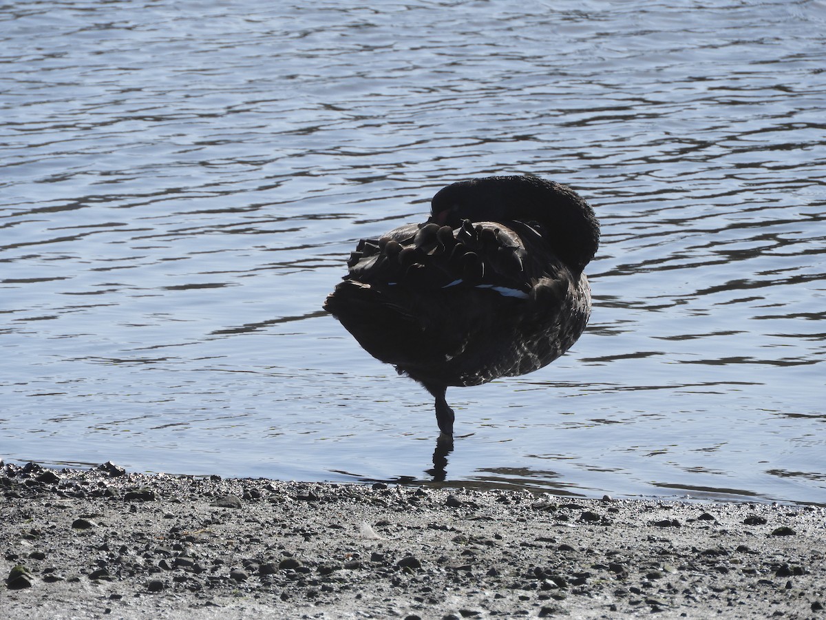 Black Swan - ML619213614
