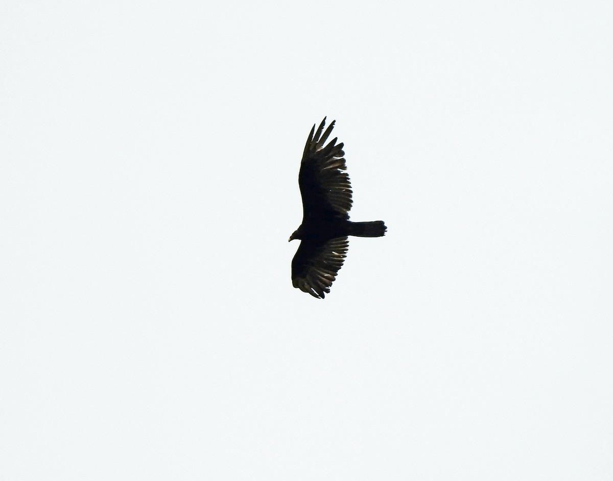 Turkey Vulture - ML619213618