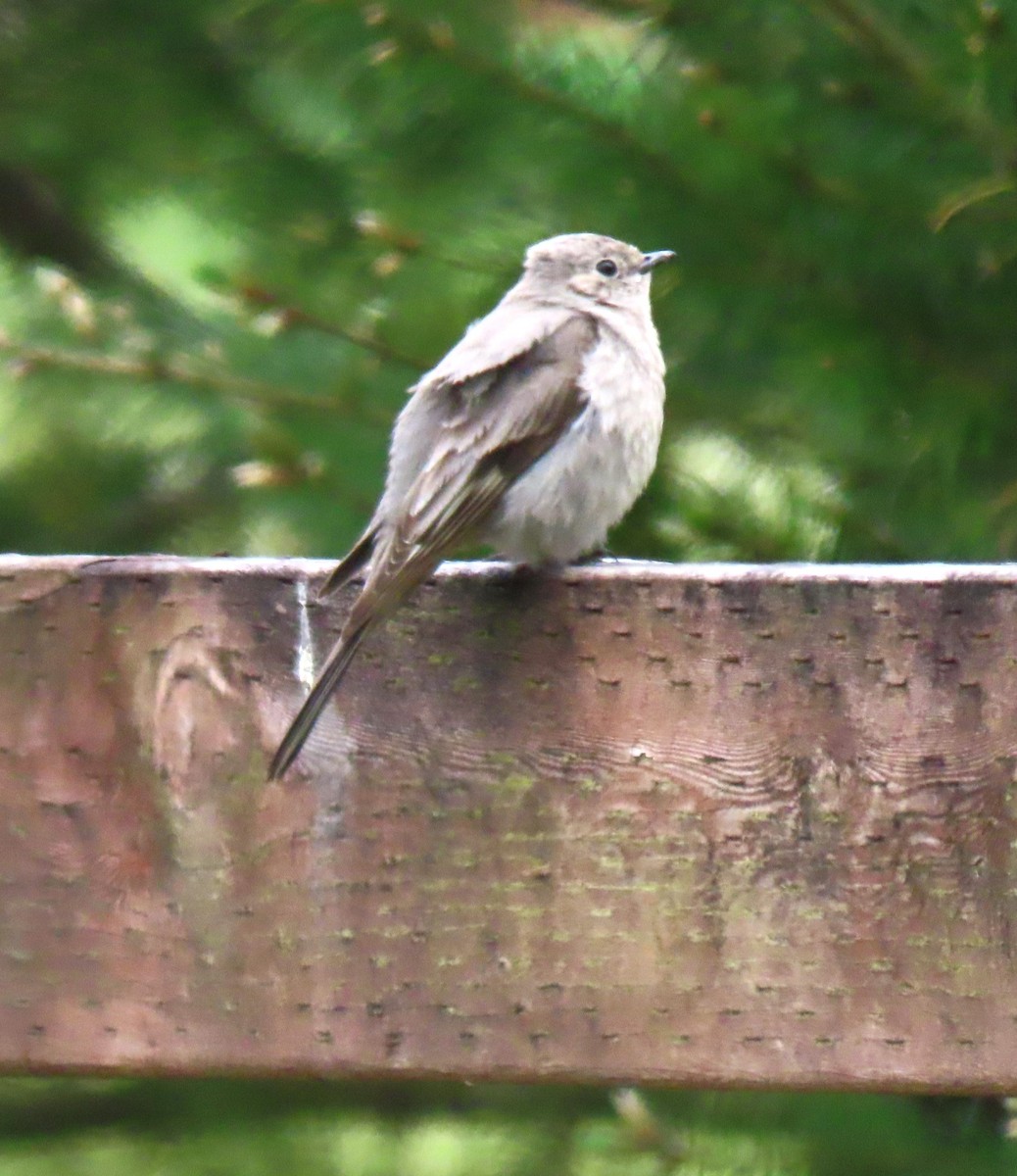 Townsend's Solitaire - ML619213630