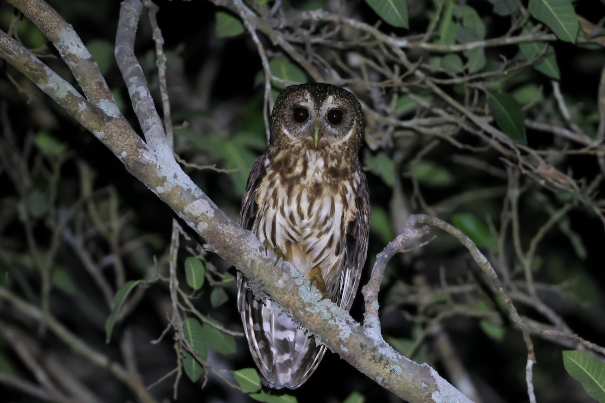 Mottled Owl - ML619213633