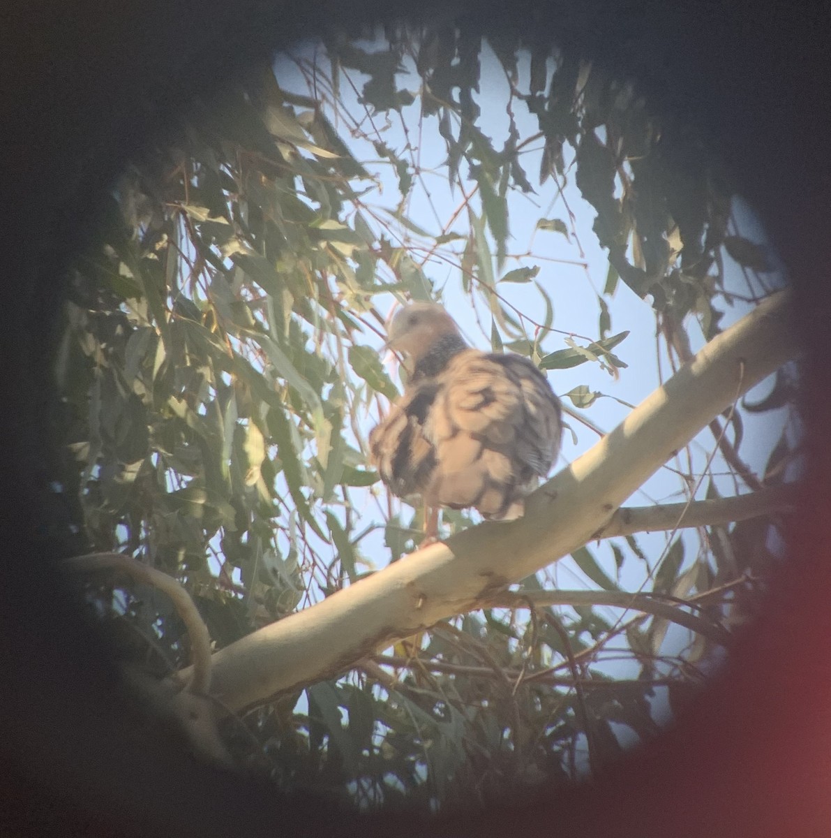 Spotted Dove - ML619213666