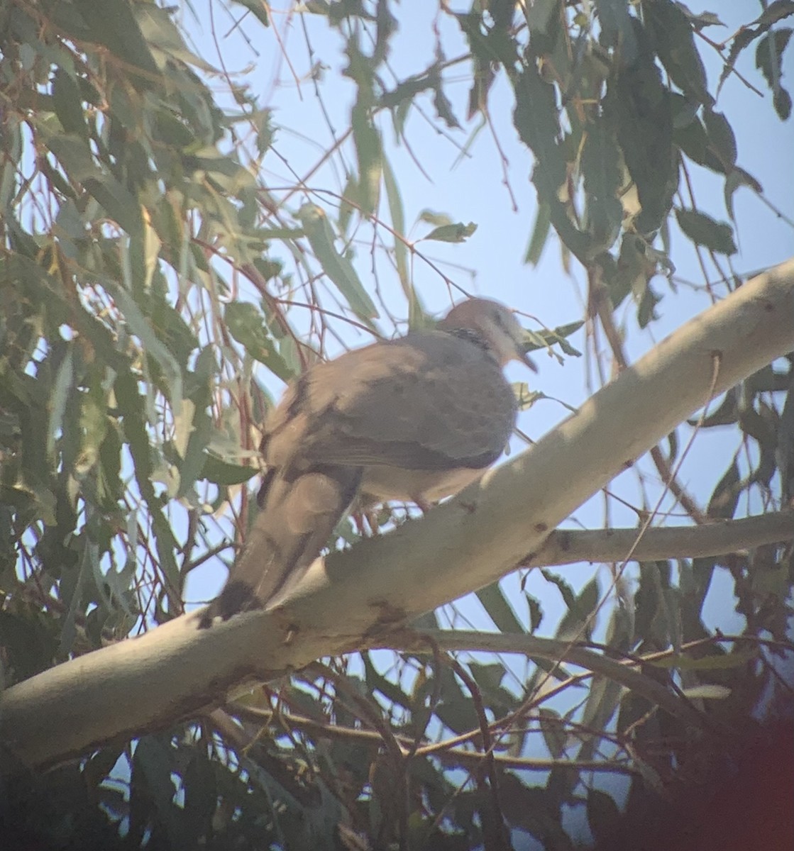 Spotted Dove - ML619213667