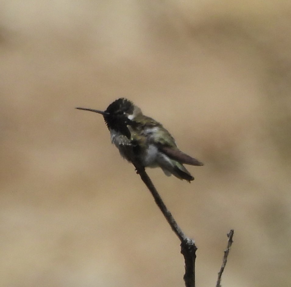 Costa's Hummingbird - ML619213683