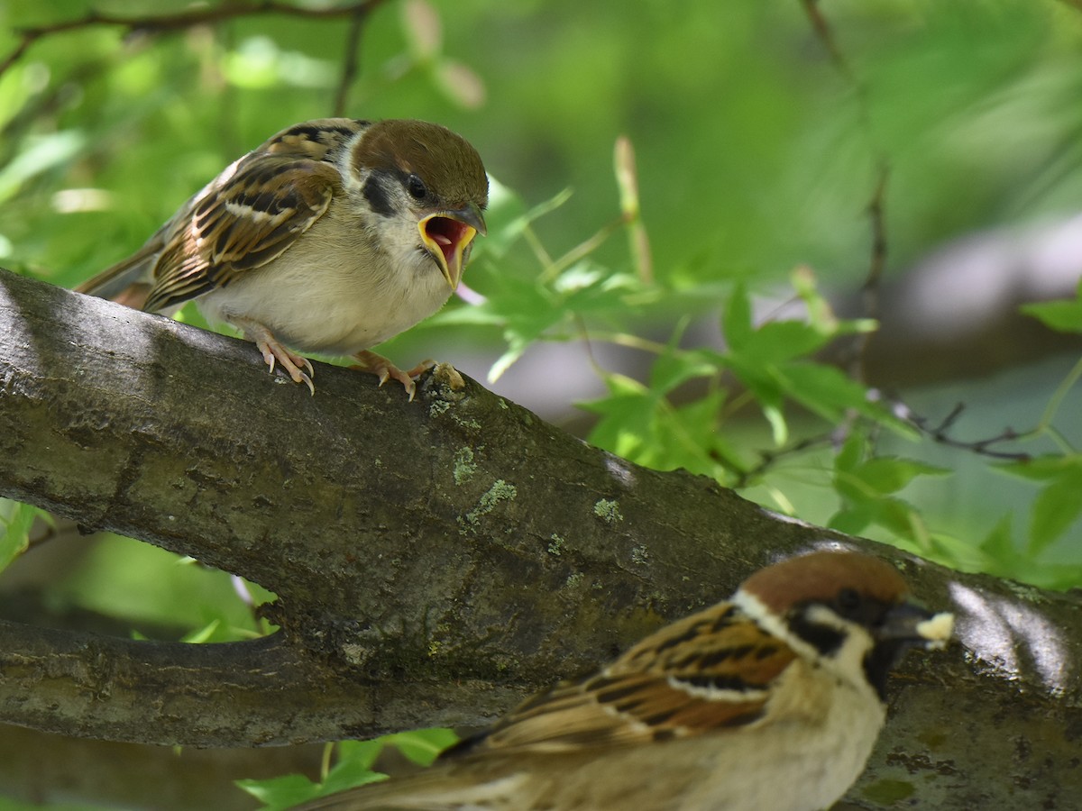 Eurasian Tree Sparrow - ML619213685