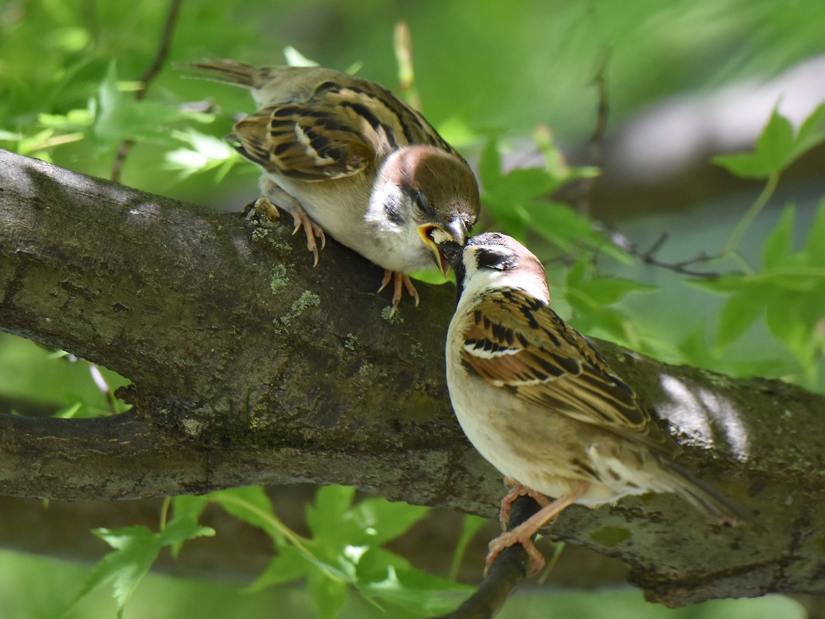 Eurasian Tree Sparrow - ML619213686