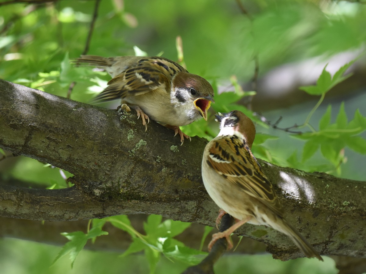 Eurasian Tree Sparrow - ML619213687