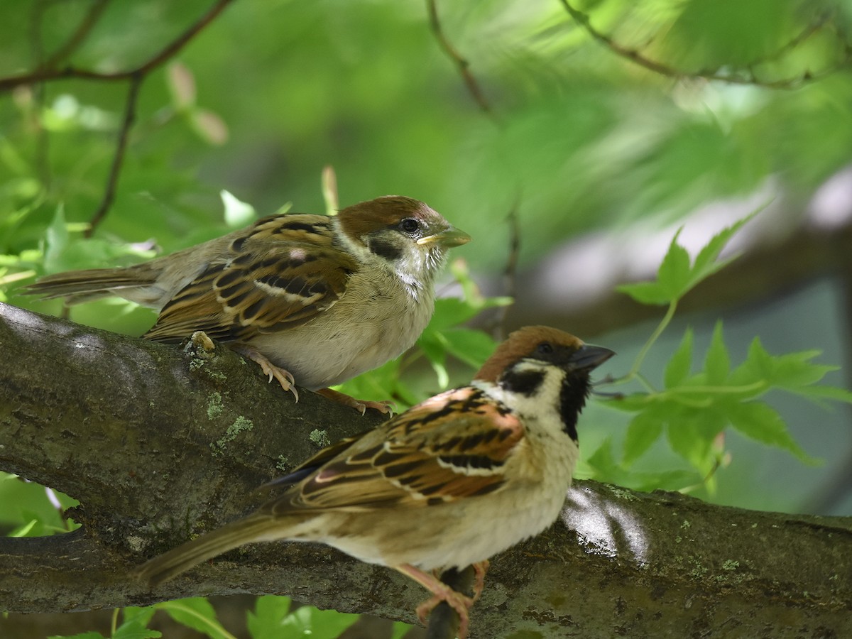 Eurasian Tree Sparrow - ML619213688