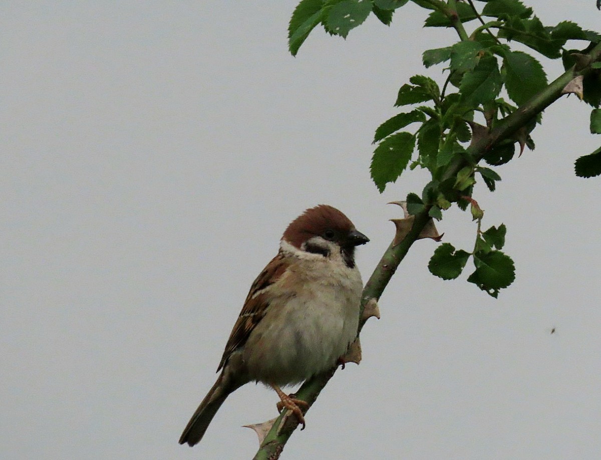 Eurasian Tree Sparrow - ML619213741