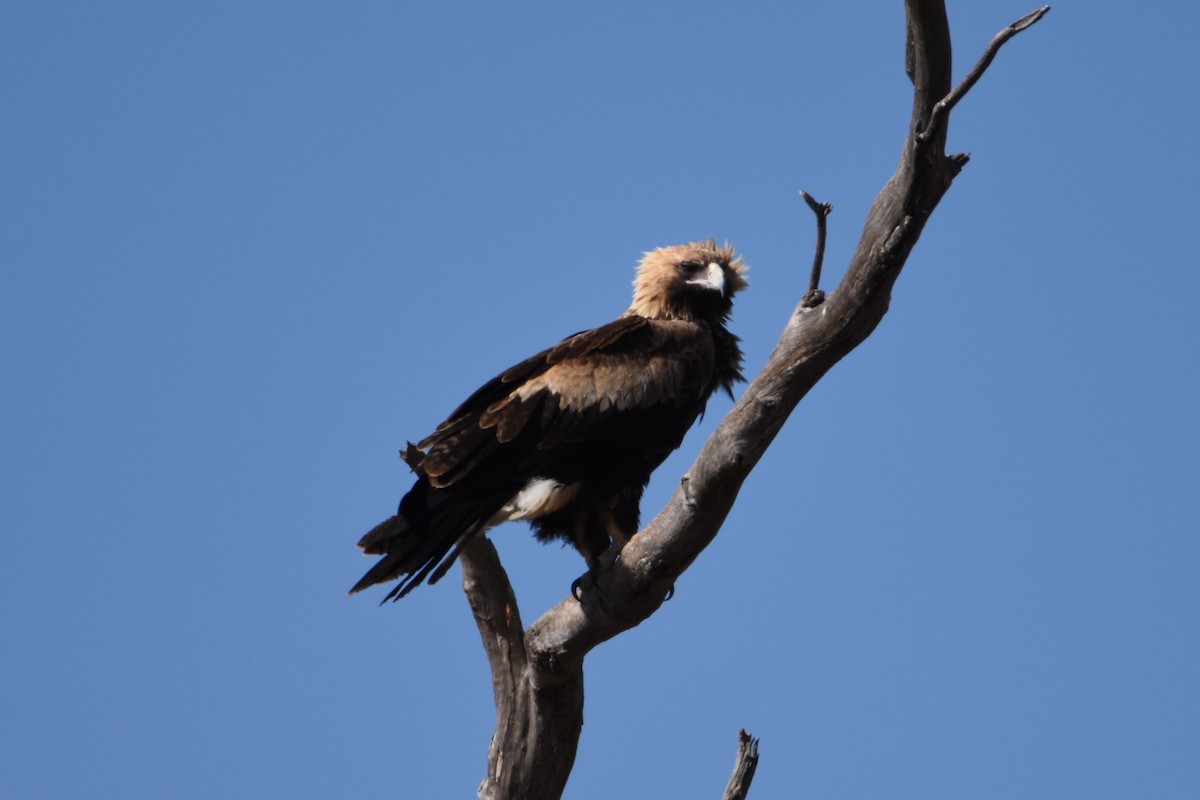 Wedge-tailed Eagle - ML619213821