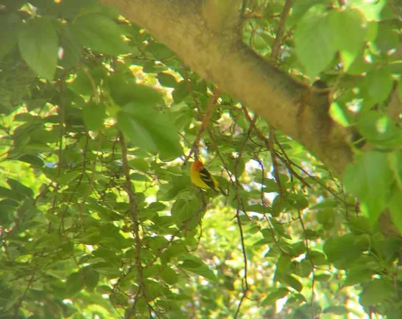 Western Tanager - ML619213847