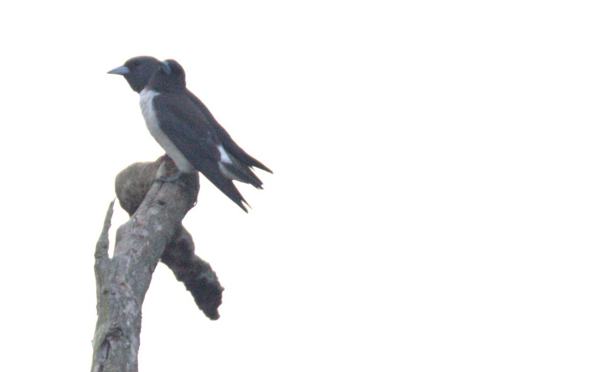 White-breasted Woodswallow - ML619213854