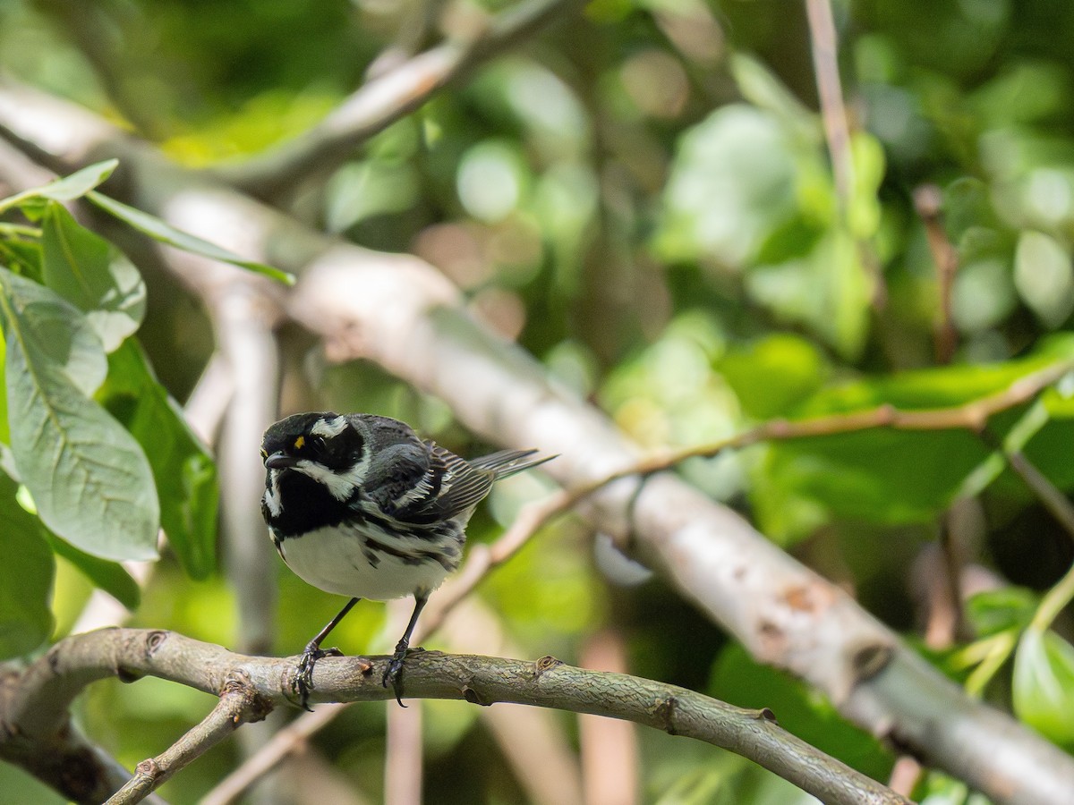 Black-throated Gray Warbler - ML619213863