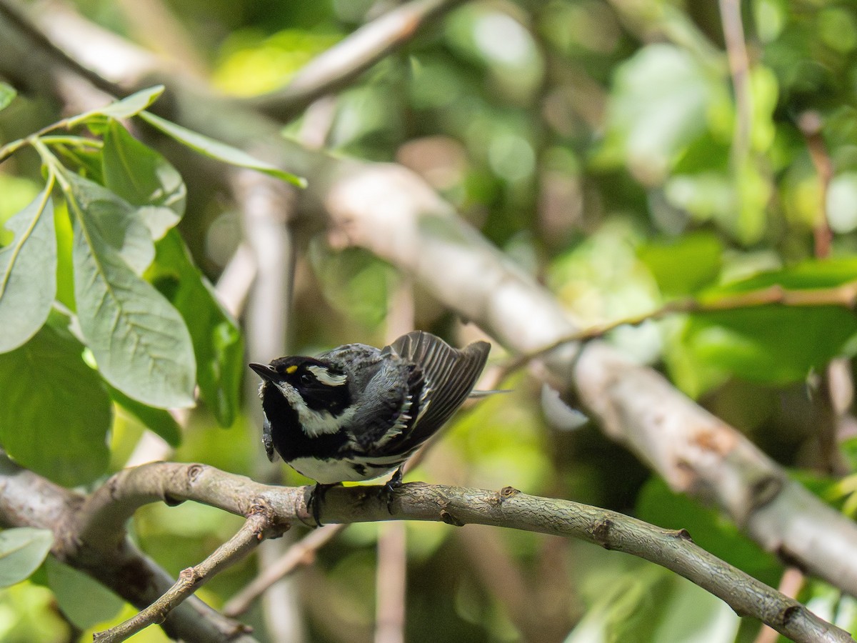 Black-throated Gray Warbler - ML619213864