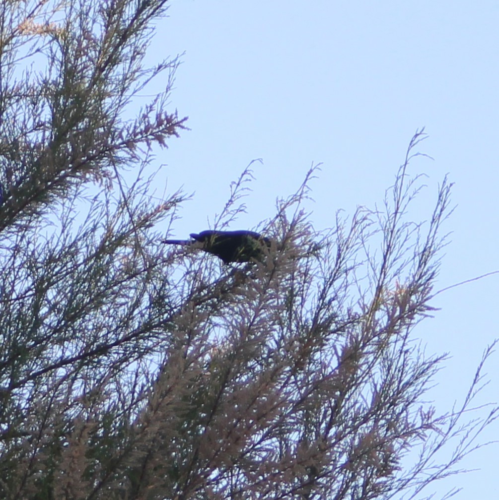 blackbird sp. - ML619213890