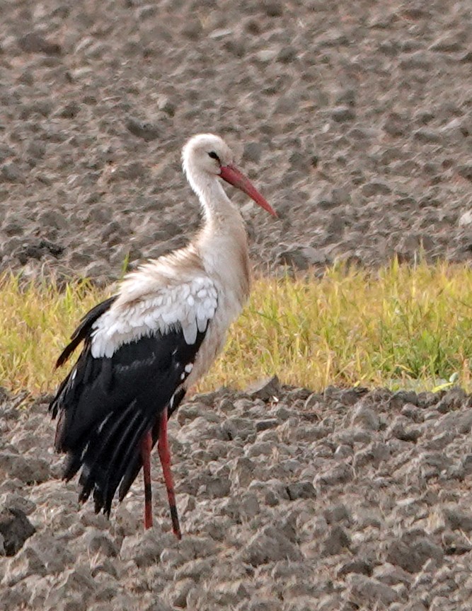 White Stork - ML619213898