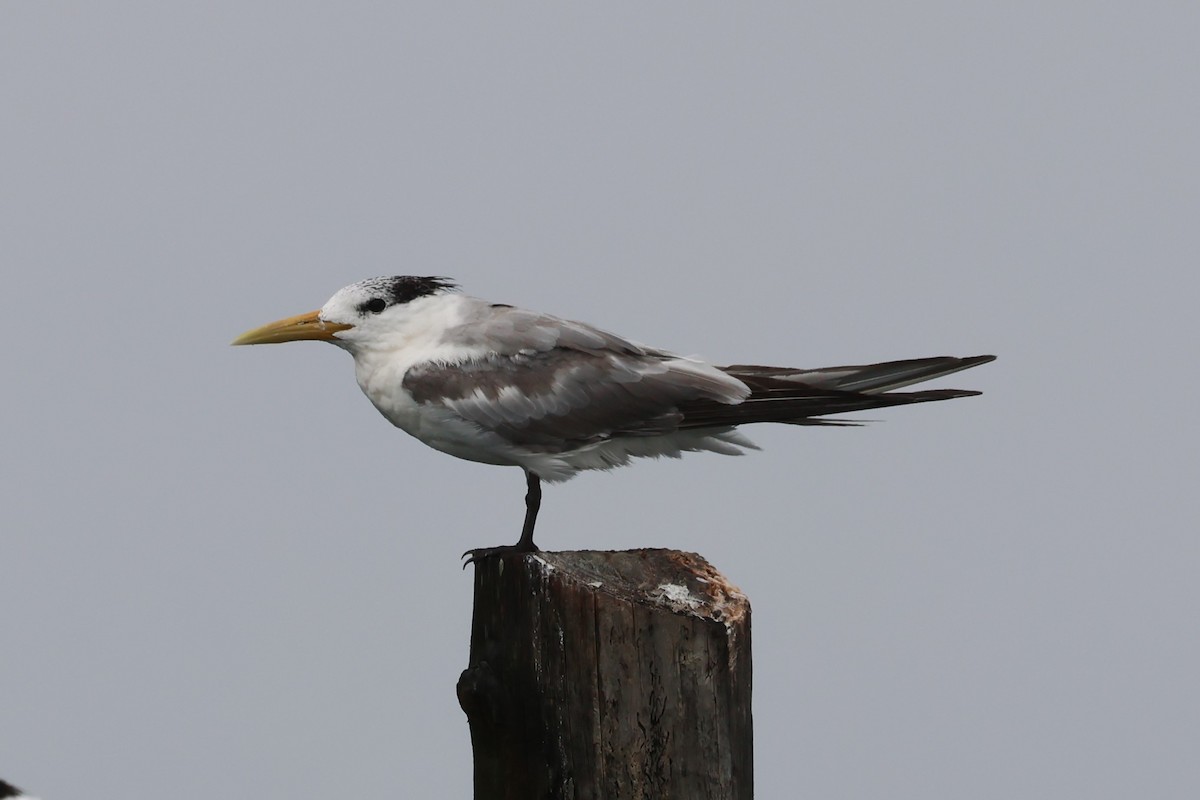 Great Crested Tern - ML619213907