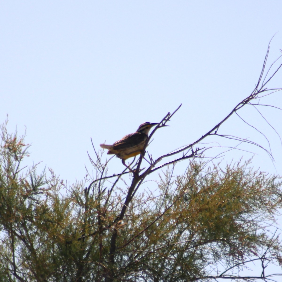 Chihuahuan Meadowlark - ML619213990