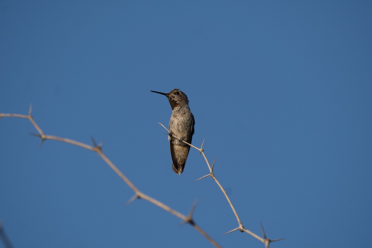 Anna's Hummingbird - ML619214010