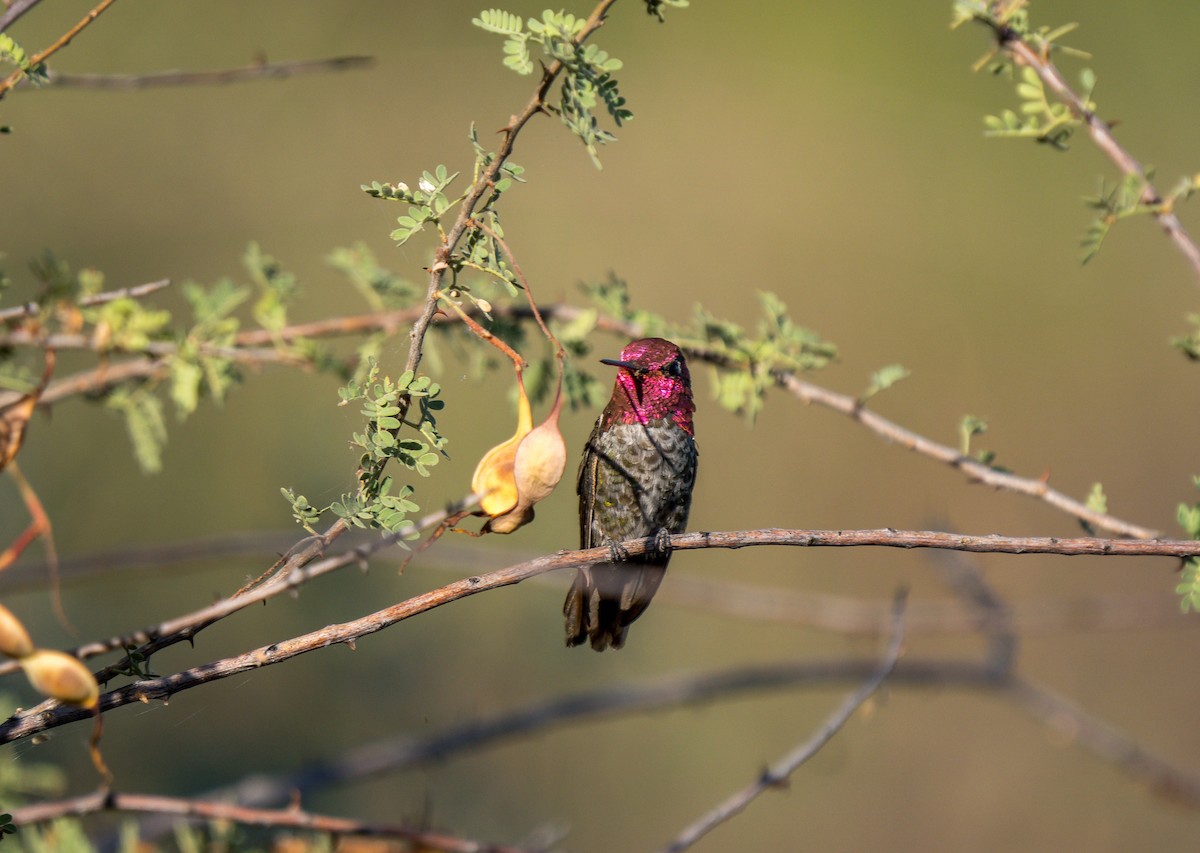 Anna's Hummingbird - ML619214013