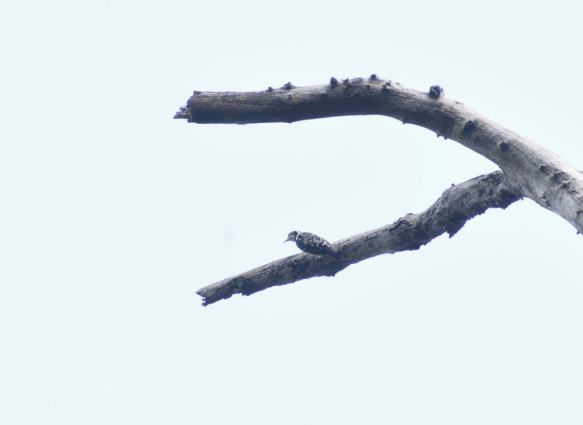 Brown-capped Pygmy Woodpecker - ML619214024