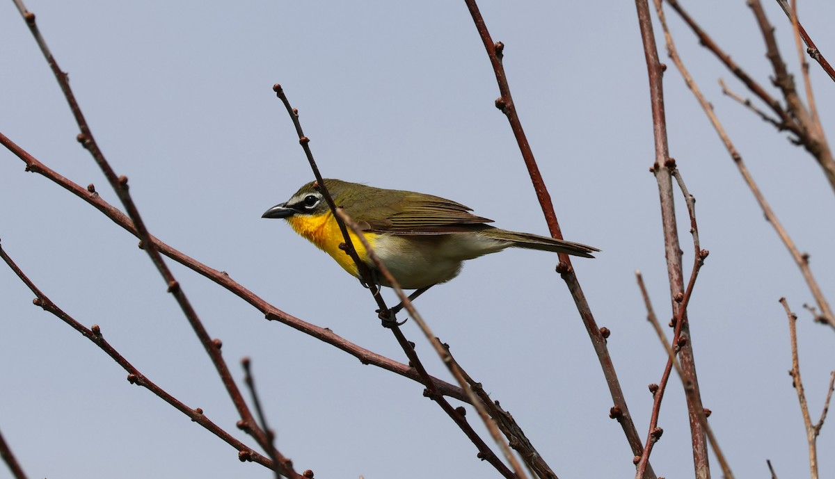 Yellow-breasted Chat - ML619214039