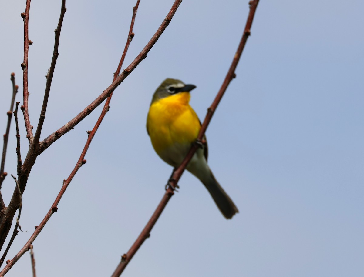 Yellow-breasted Chat - ML619214040