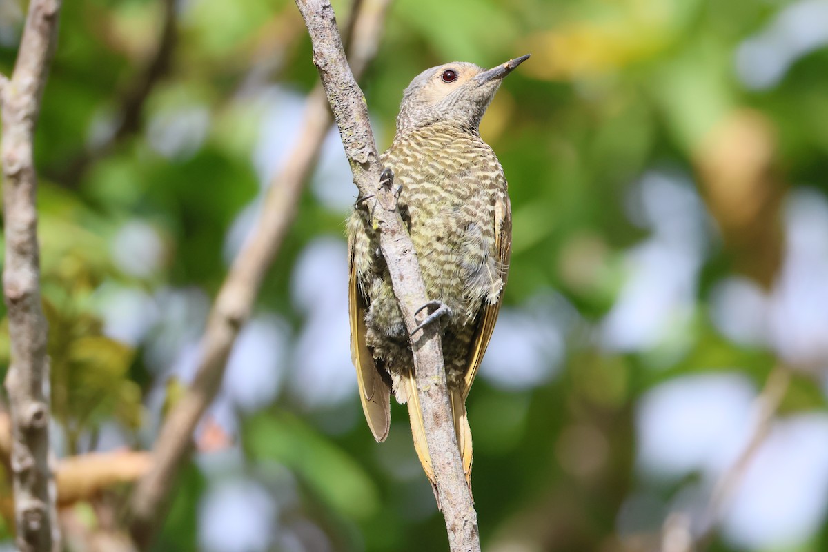 Gray-crowned Woodpecker - ML619214059