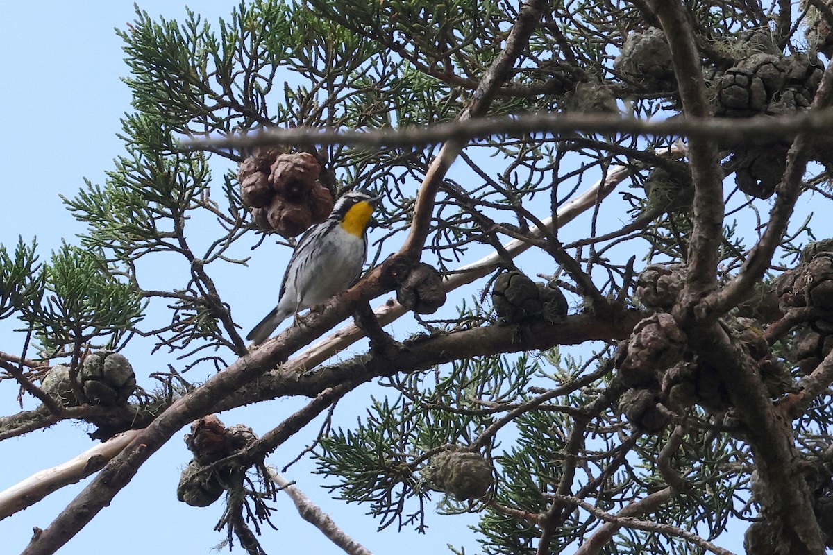 Yellow-throated Warbler - ML619214099