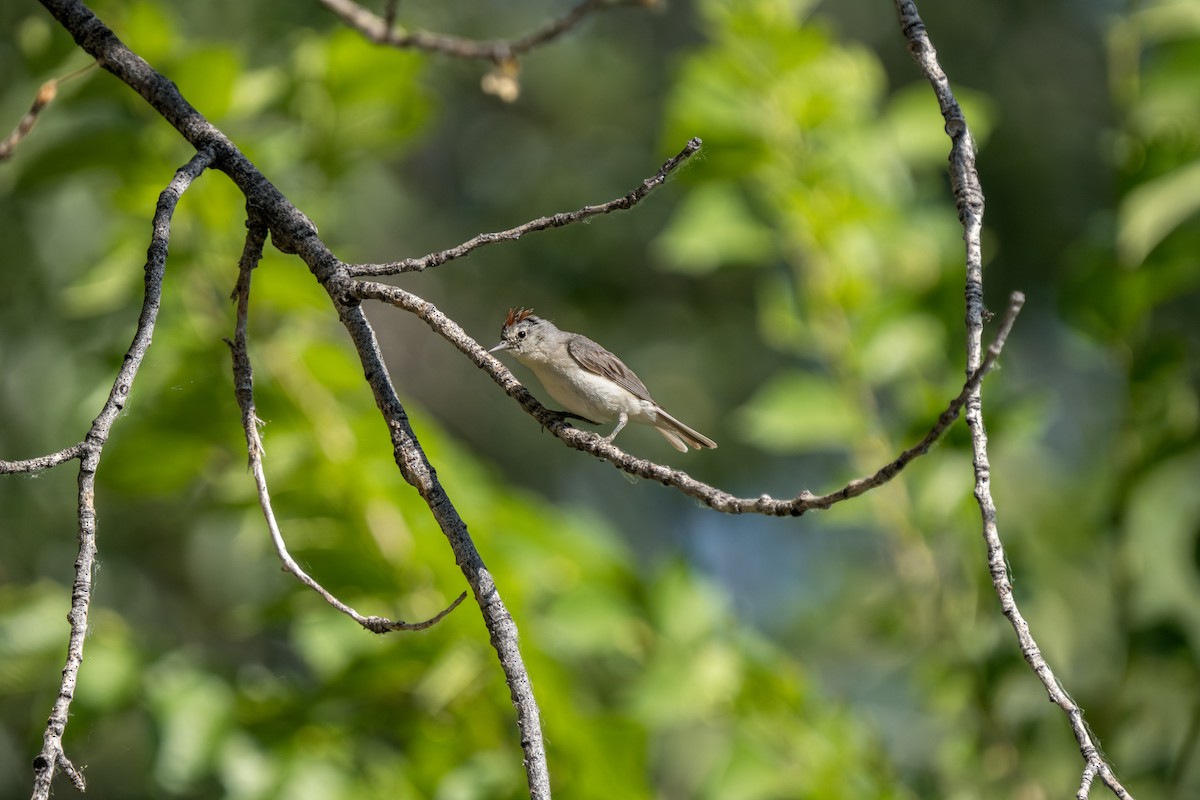 Lucy's Warbler - ML619214151