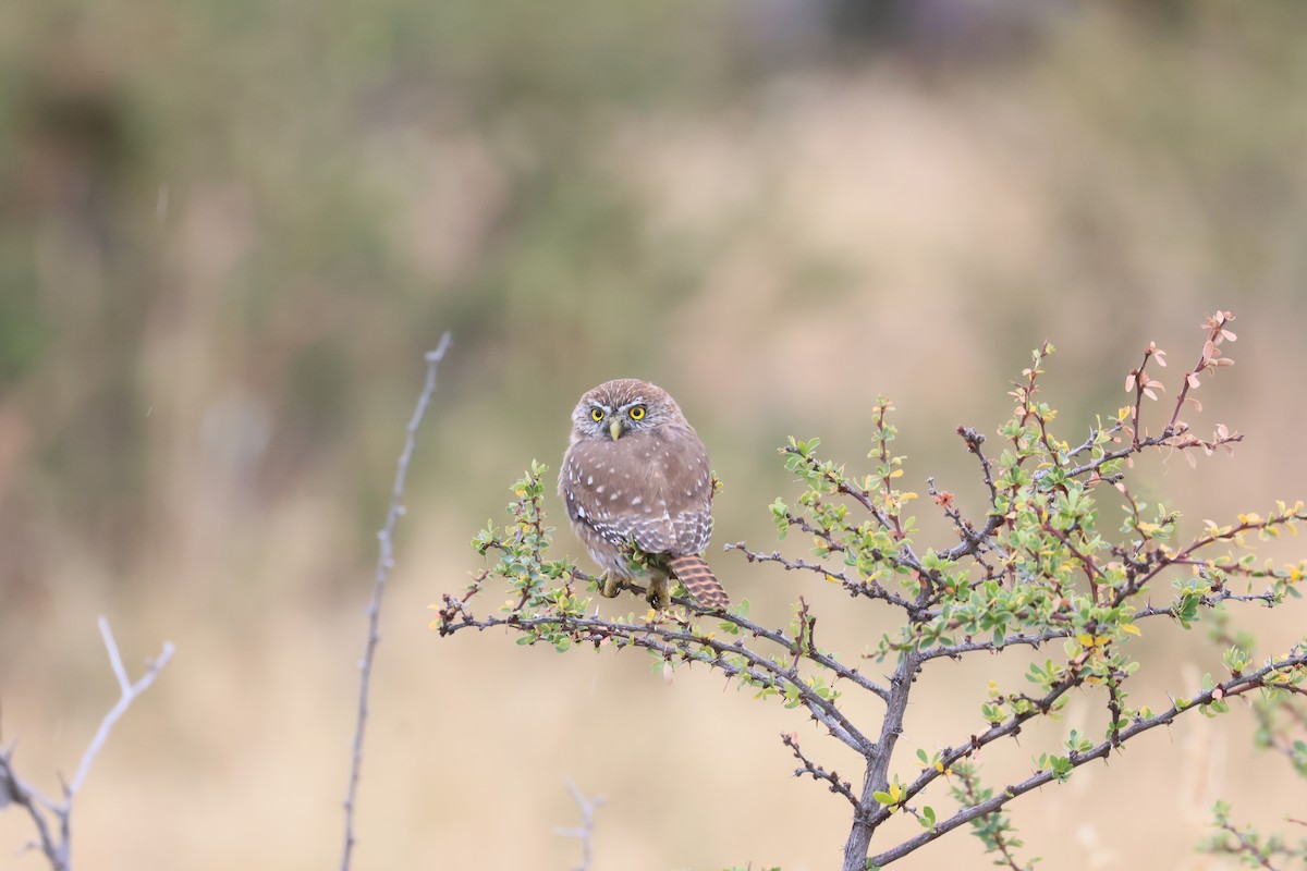 Austral Pygmy-Owl - ML619214153