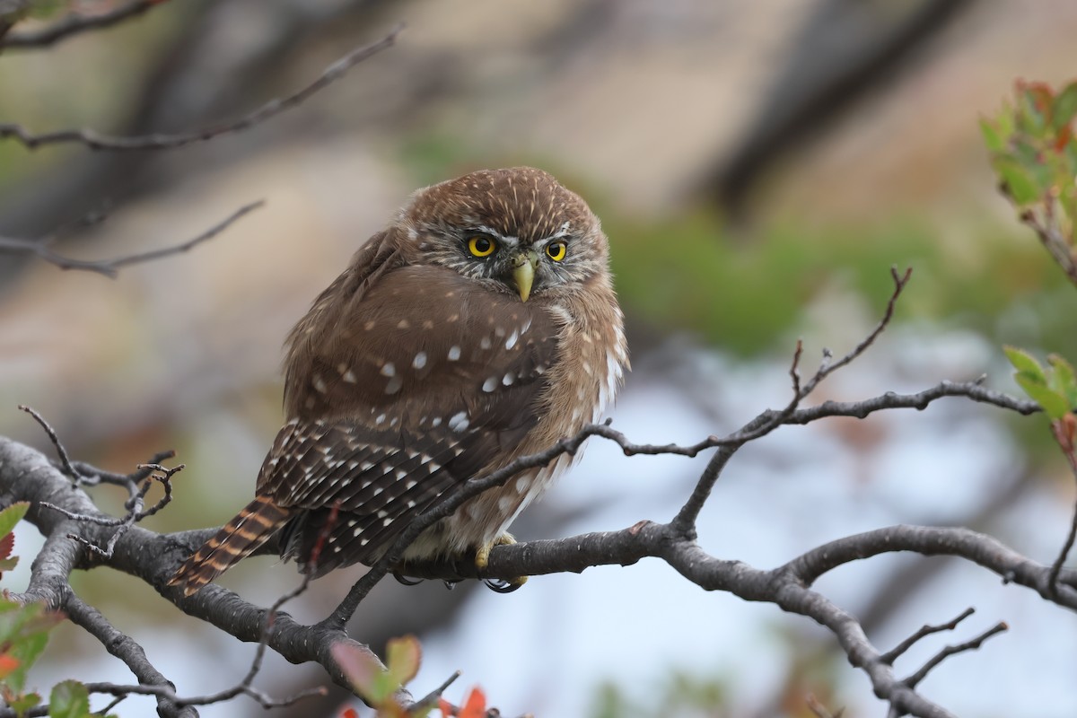 Austral Pygmy-Owl - ML619214167