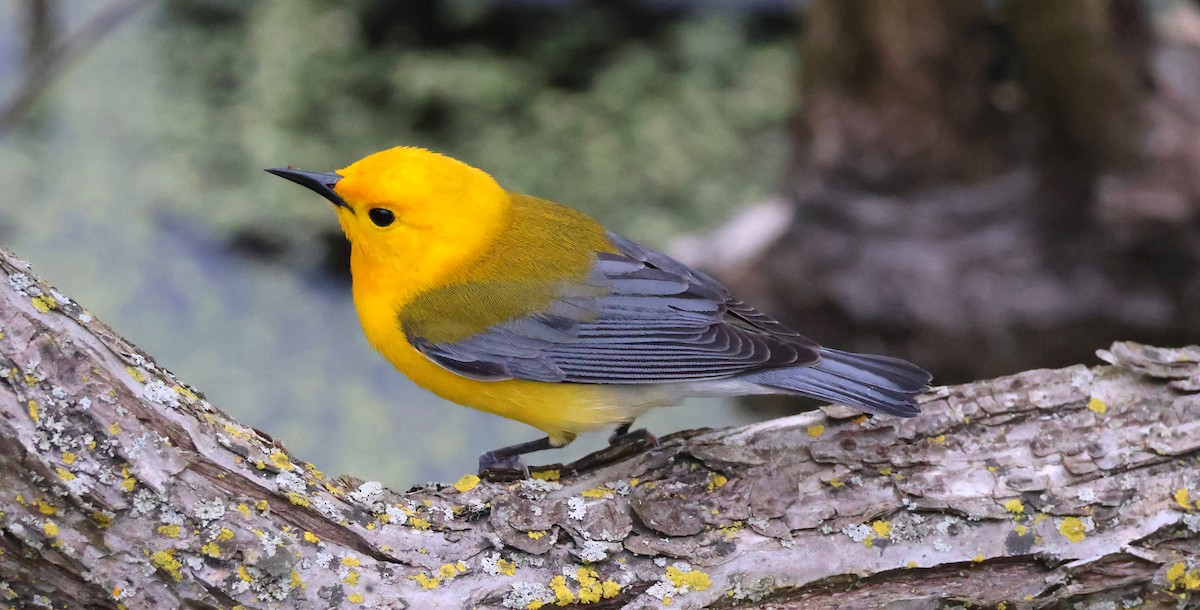 Prothonotary Warbler - ML619214171