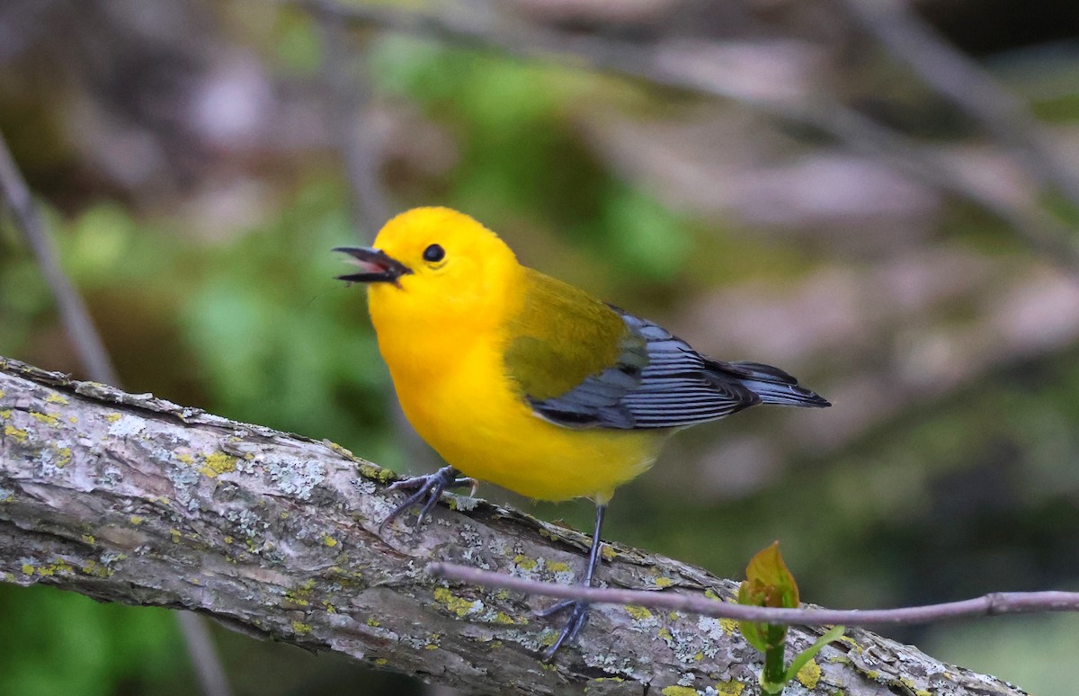 Prothonotary Warbler - ML619214172