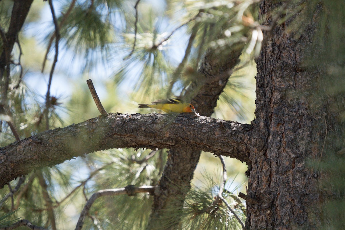 Western Tanager - ML619214315