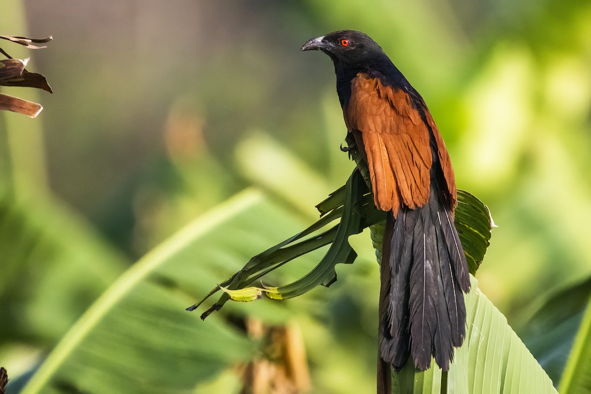 Greater Coucal - ML619214353