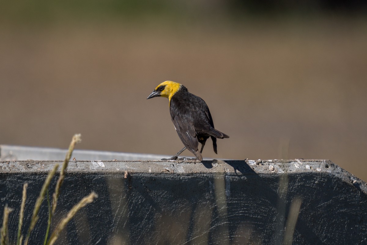 Yellow-headed Blackbird - ML619214376