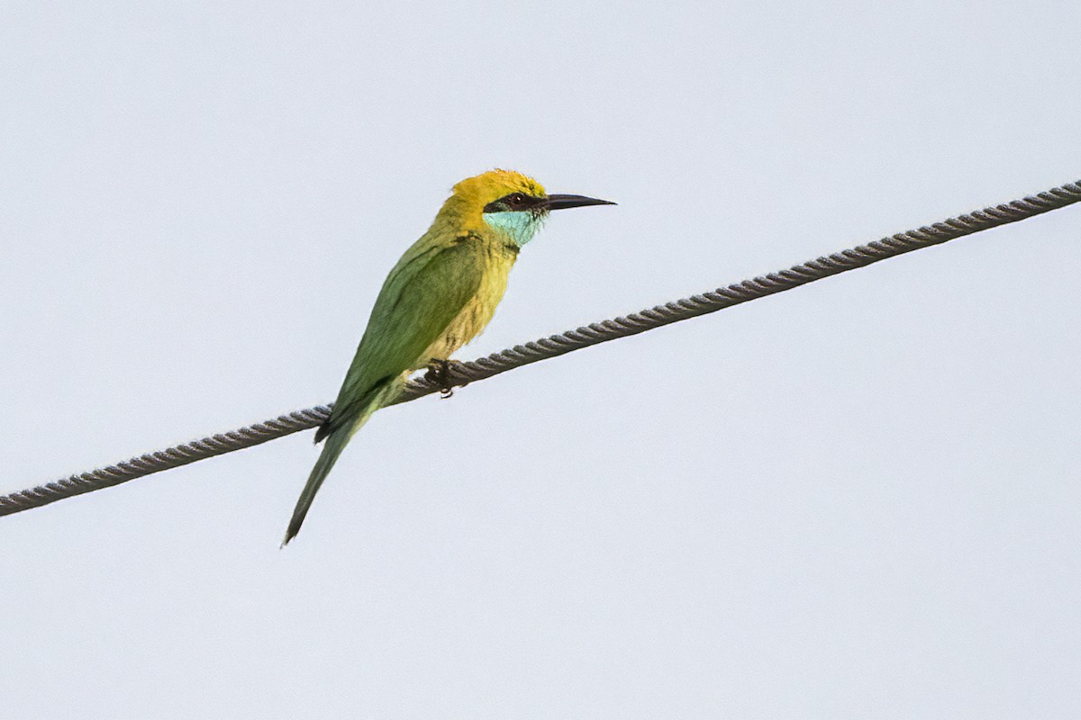 Asian Green Bee-eater - ML619214388