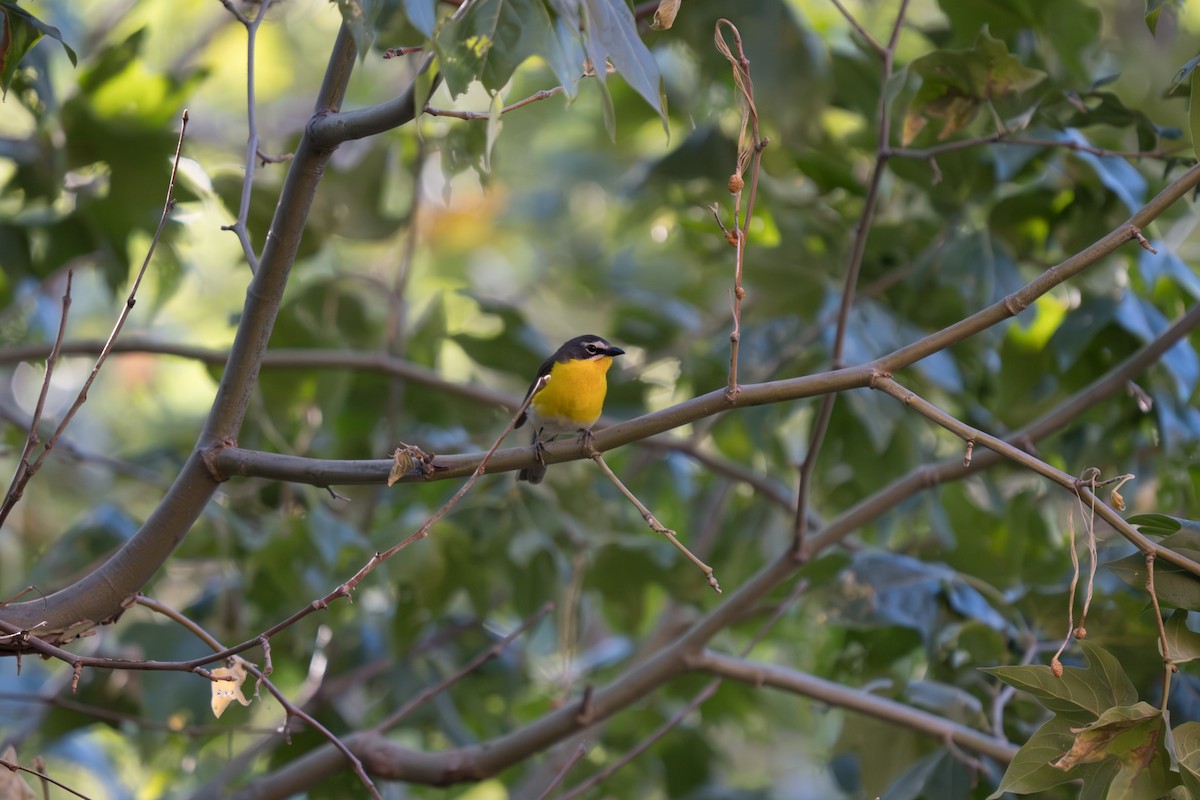 Yellow-breasted Chat - ML619214436