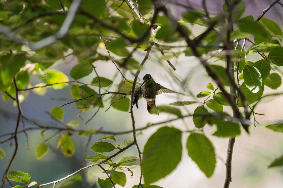 Rivoli's Hummingbird - ML619214443