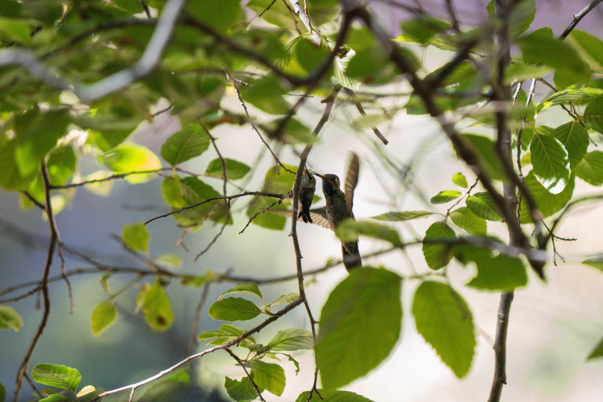 Rivoli's Hummingbird - ML619214444
