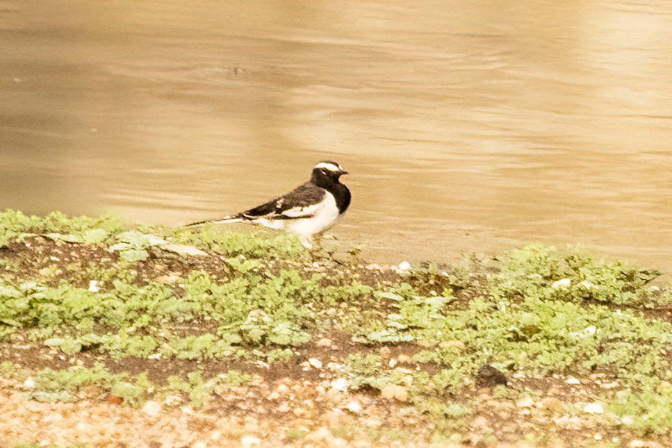 White-browed Wagtail - ML619214461