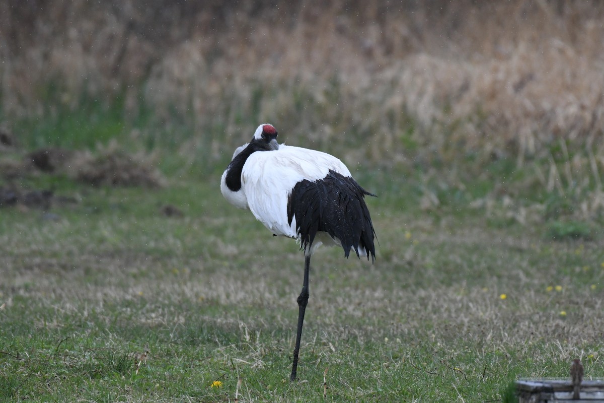 Red-crowned Crane - ML619214475