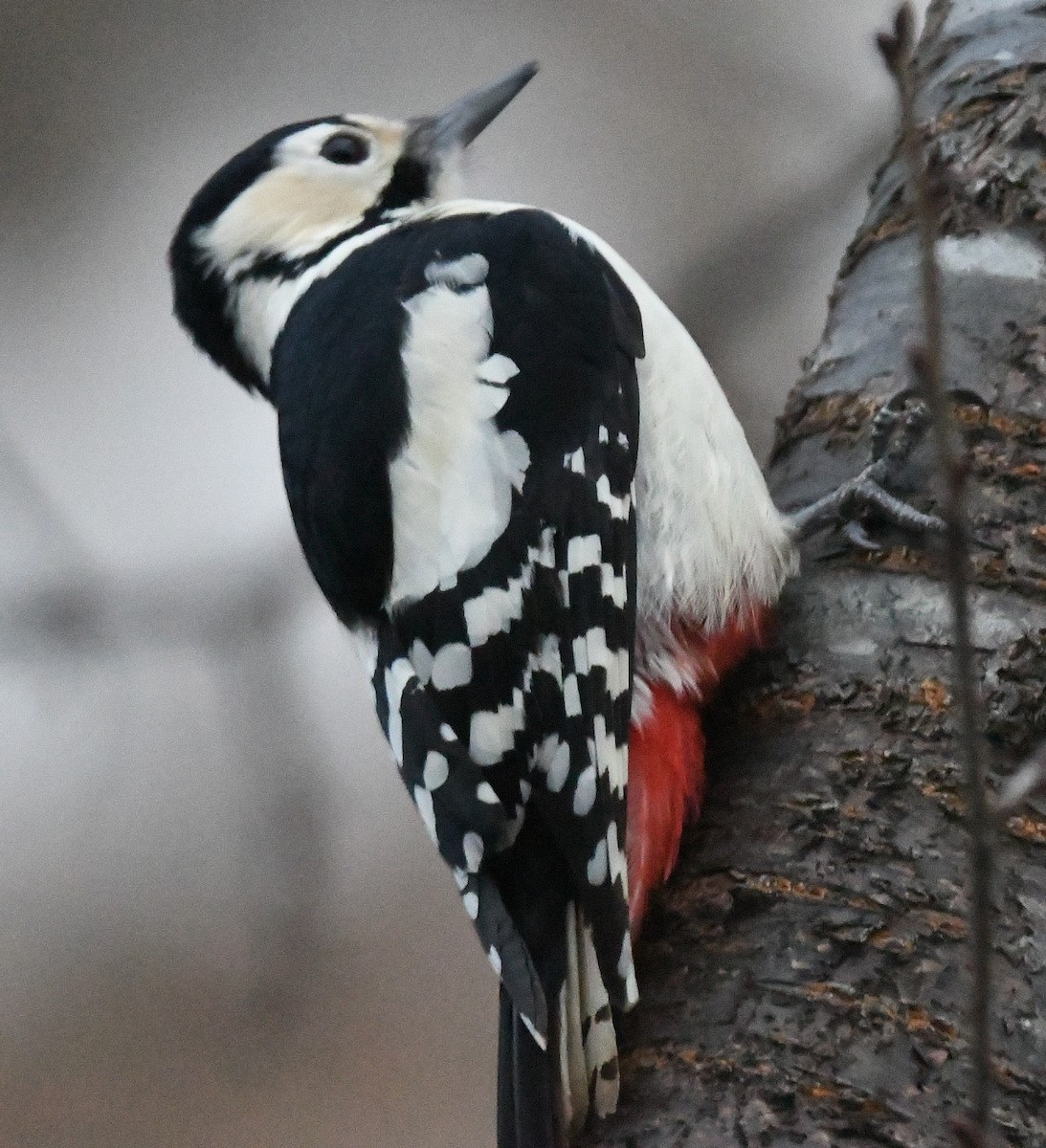 Great Spotted Woodpecker - ML619214521