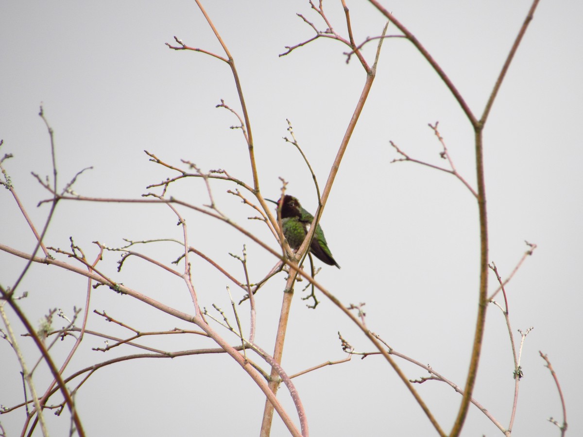 Anna's Hummingbird - ML619214522