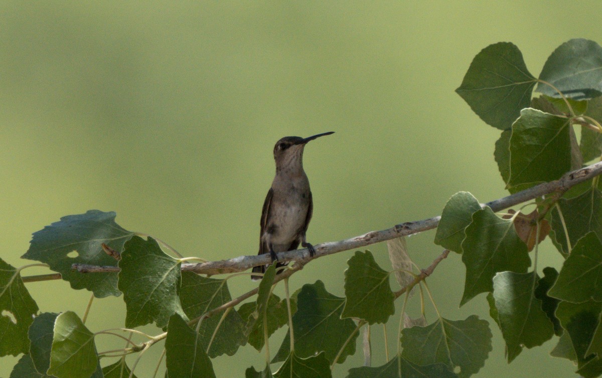 Black-chinned Hummingbird - ML619214558