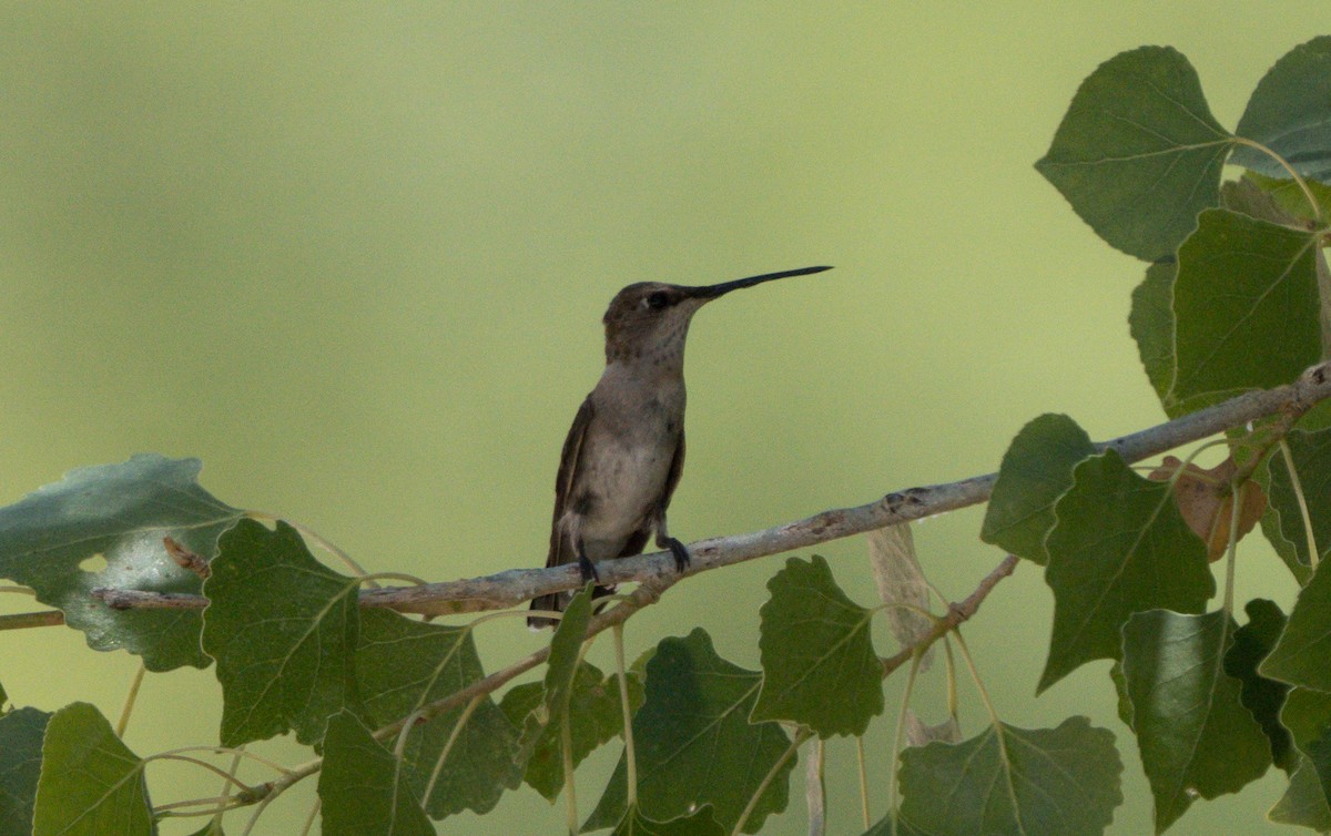 Black-chinned Hummingbird - ML619214559