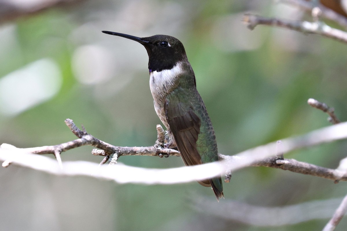 Black-chinned Hummingbird - ML619214574